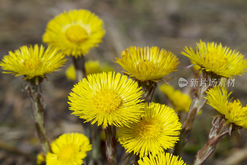 钶钽钽(Tussilago farfara)